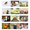 Personalised A4 Cute Animals Calendar
